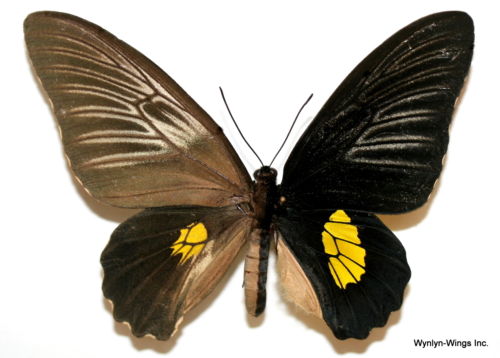 Troides haliphron Bilateral Gynandromorph 1 (Internet Image property of respective owner, non-commercial use only)